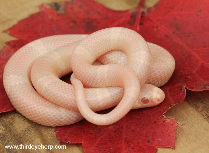 Snow Honduran Milk Snake